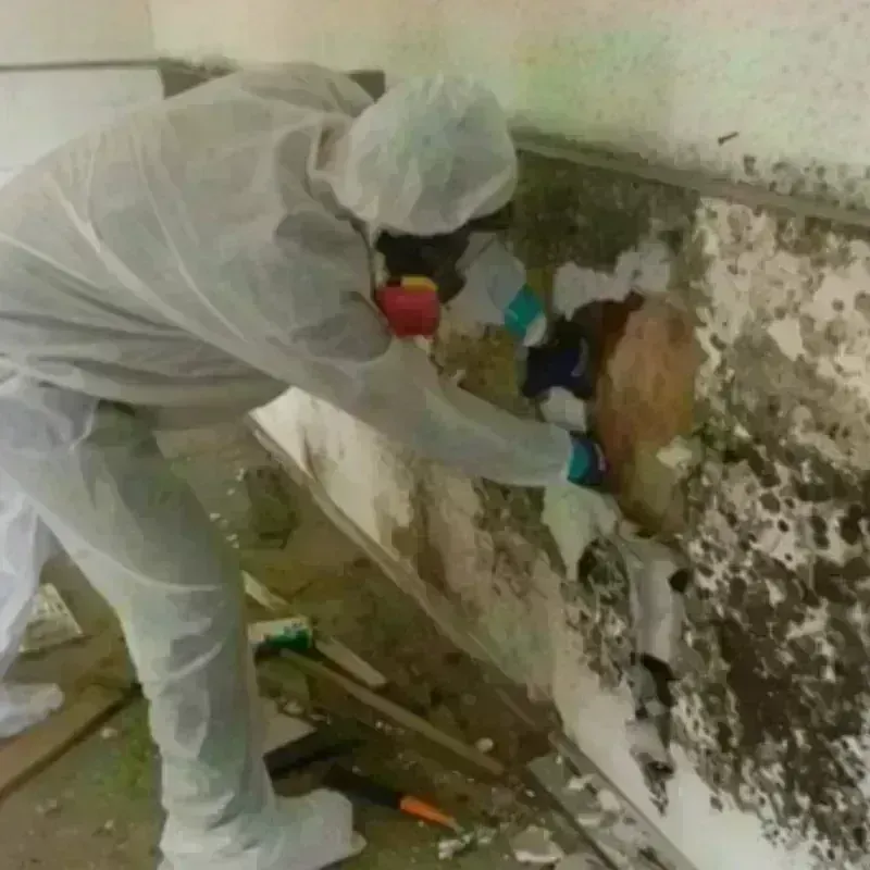 Mold Remediation and Removal in Charlack, MO